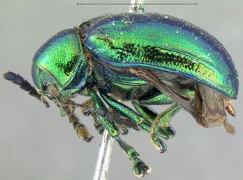 Media type: image;   Entomology 17290 Aspect: habitus lateral view